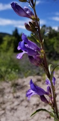 Penstemon leiophyllus