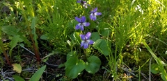 Viola nephrophylla