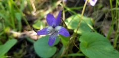 Viola nephrophylla
