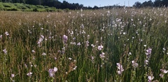 Sidalcea neomexicana