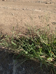 Digitaria sanguinalis