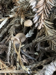 Pseudobaeospora stevensii
