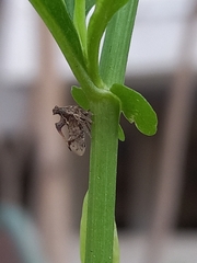Anchon rectangulatum