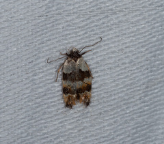 Euphiltra eroticella