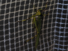 Ephippitytha trigintiduoguttata