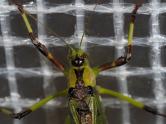 Ephippitytha trigintiduoguttata