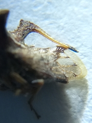 Anchon rectangulatum