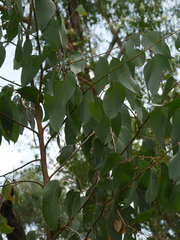 Apiomorpha spinifer