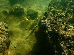 Acanthopagrus butcheri