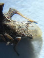 Anchon rectangulatum