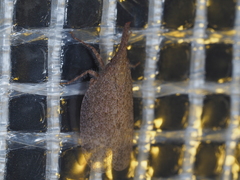 Rentinus dilatatus