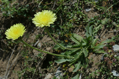 Schlagintweitia intybacea