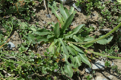 Schlagintweitia intybacea