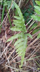 Pteris semipinnata