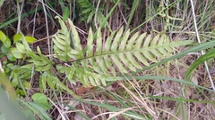 Pteris semipinnata