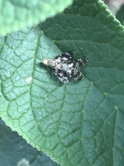 Austrotephritis fuscata