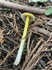 Hygrocybe singeri
