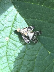 Austrotephritis fuscata