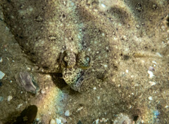 Pseudorhombus jenynsii