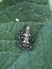 Austrotephritis fuscata