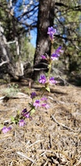 Penstemon pinorum
