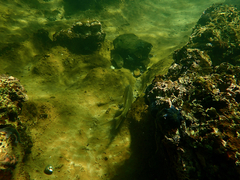 Acanthopagrus butcheri