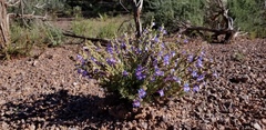 Penstemon linarioides