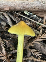 Hygrocybe singeri