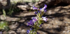 Penstemon pinorum