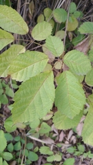 Handroanthus chrysanthus