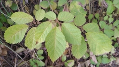 Handroanthus chrysanthus