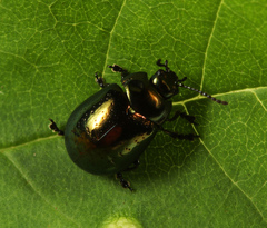 Chrysolina hyperici