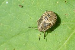 Dyroderes umbraculatus