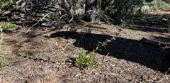 Penstemon pinorum