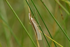 Orocrambus ramosellus