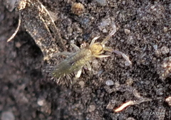 Entomobryoidea