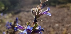 Penstemon pinorum