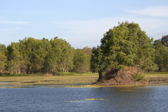 Anhinga novaehollandiae