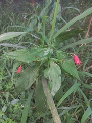 Ruellia brevifolia