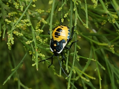 Commius elegans