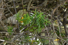 Veronica rakaiensis