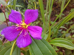 Melastoma malabathricum