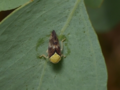 Brunotartessus fulvus