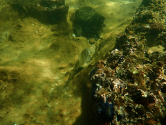 Acanthopagrus butcheri