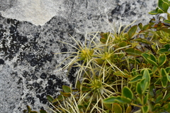 Clematis forsteri