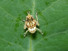 Brunotartessus fulvus