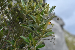 Olearia avicenniifolia