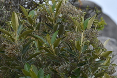 Olearia avicenniifolia