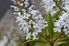 Veronica rakaiensis