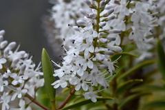 Veronica rakaiensis